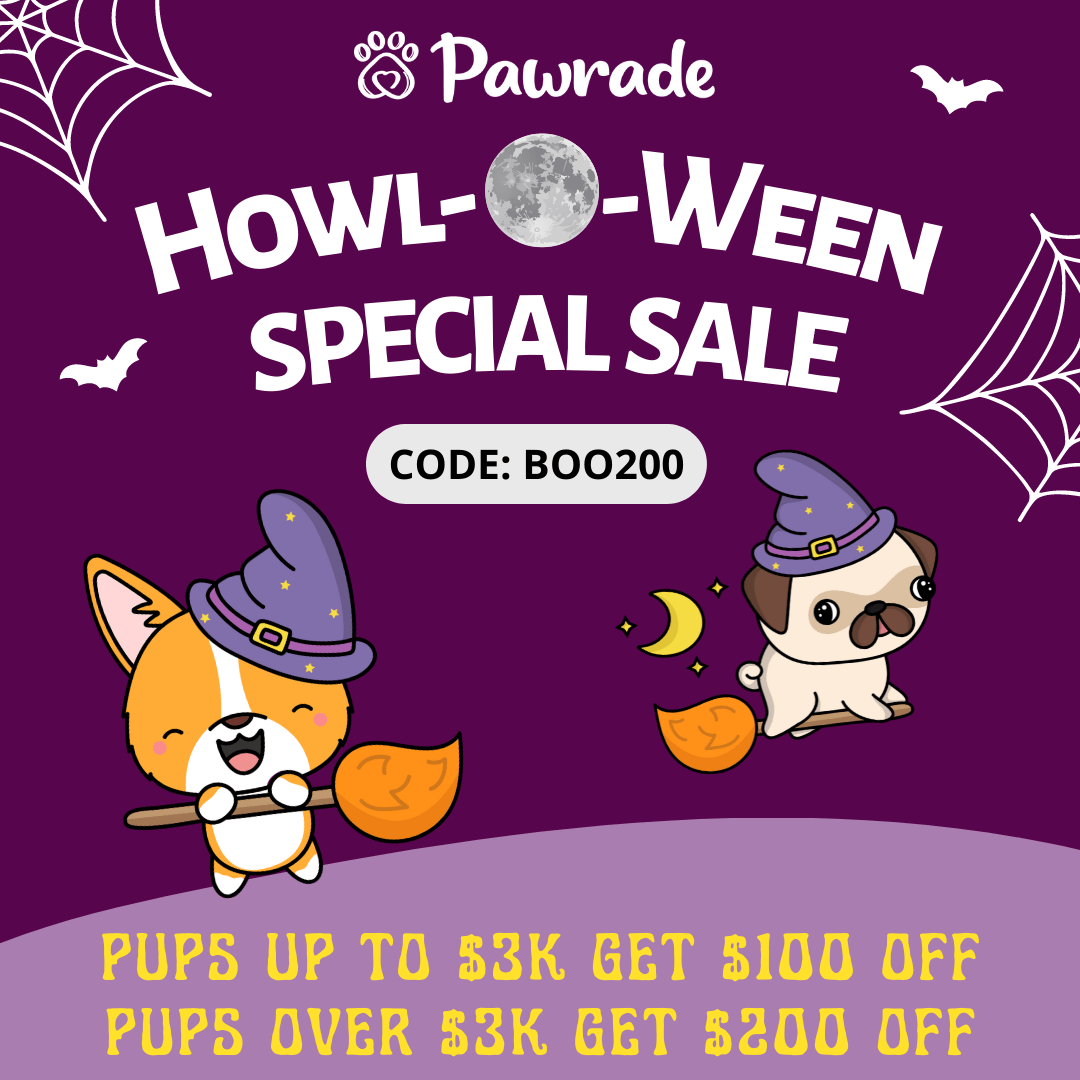 Tyree Aussiedoodle Puppy 296CB7 Pawrade