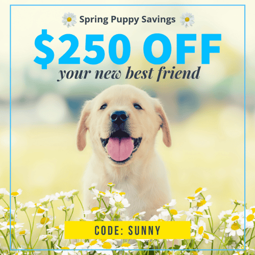 Promo code SUNNY